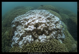 Bleached Coral in Kaheohe Bay Hawaii 2