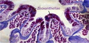 Purple coral symbiodinium