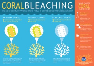 How Coral Bleaching Works