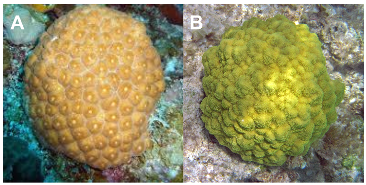 Two species of coral that are common in the Florida Keys. (a) Montastraea cavernosa, and (b) Porites astreoides