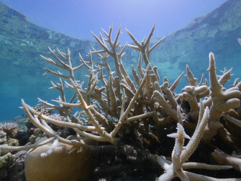 Coral bleaching, Lizard Island, Great Barrier Reef, March 2016 © WWF-Australia