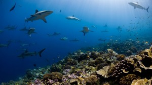 Figure 1. “Sharks swim of a pristine reef at Millennium Atoll in the southern Line Islands, Kiribati.” (7) 