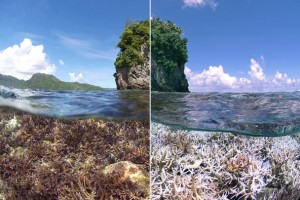 Comparison of coral bleaching before (left) and after (right). credit: nature.org