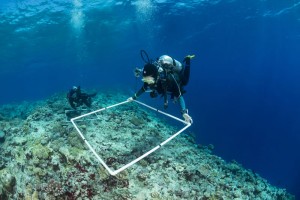 A scientific diver uses a quadrat to monitor coral reef.