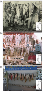 Figure 1. Historical photographs document decline in fish catch size with corals (Key West). 